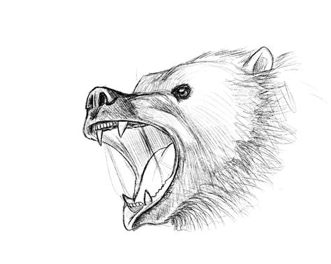 Angry Bear Drawing at GetDrawings | Free download