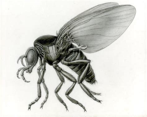 House Fly Anatomy - Anatomical Charts & Posters