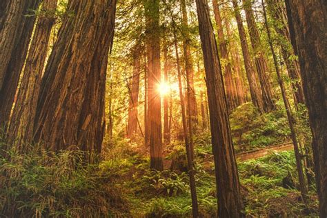 A Giant Redwoods California Guide – Bright Lights of America