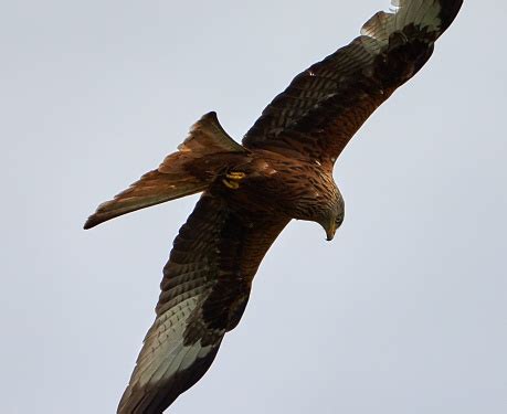 Brown Hawk Bird Flying In The Blue Sky Stock Photo - Download Image Now ...