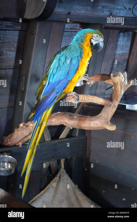 Parrot Bird Animal Macaw pirate pet free feather detail close up blue ...