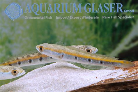 Channa marulius - Aquarium Glaser GmbH