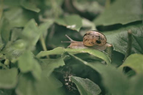 Green Snail Photos, Download The BEST Free Green Snail Stock Photos ...