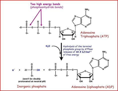 ATP structure + function