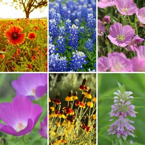 Top 10 Texas Wildflowers to Grow - Native Backyards