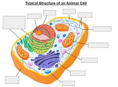 IB BIO Animal cell structure diagram Diagram | Quizlet