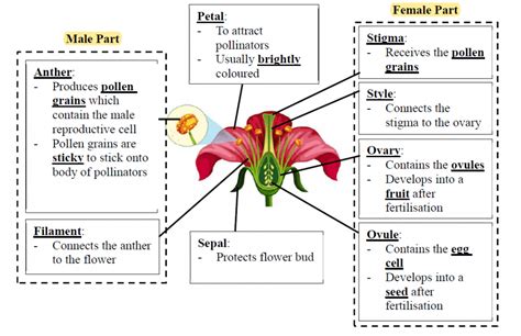 Plant Reproduction Diagram