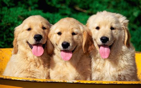 Golden Retriever Puppies | [#] Lunawsome