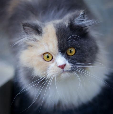 Persian Cats: Facts, Personality, and Breed Guide