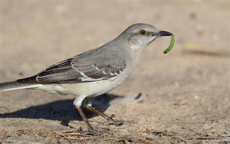 Northern Mockingbird | Audubon Field Guide