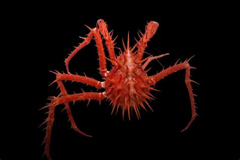 Bizarre new deep-sea creatures discovered off Australian coast | New ...