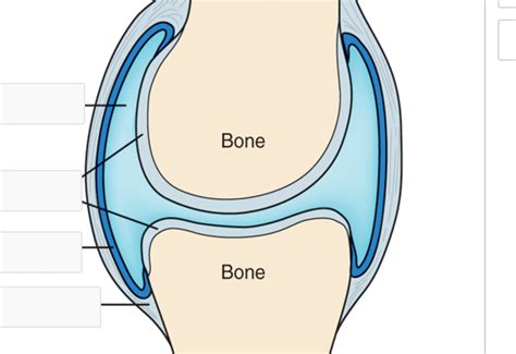 synovial joint labeling Diagram | Quizlet