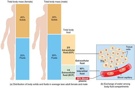 Electrolytes - Sources and Foods High In Electrolytes