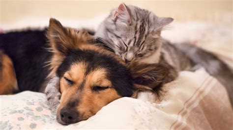 7 Tips on Combining a Multi Pet Household | Pet Health Insurance & Tips