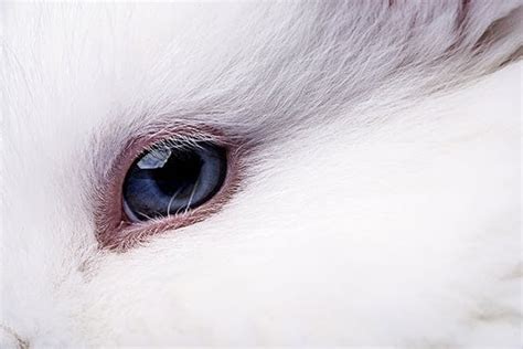 Conjunctivitis in Rabbits - Symptoms, Causes, Diagnosis, Treatment ...