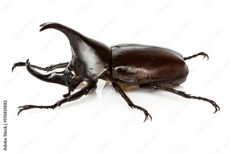 Male Rhinoceros beetle Stock Photo | Adobe Stock