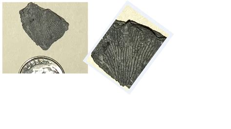 Graptolite? - Fossil ID - The Fossil Forum