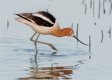 American Avocet — Sacramento Audubon Society