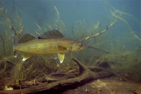 Nice Walleye photo and wallpaper. Cute Nice Walleye pictures