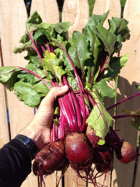 My first beet harvest :) : gardening