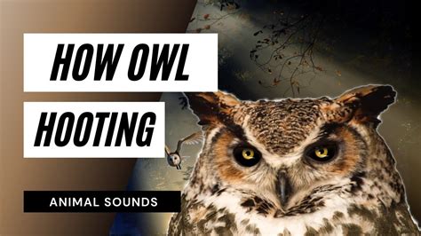 Owl Sound Effects (hooting) No Copyright, 41% OFF