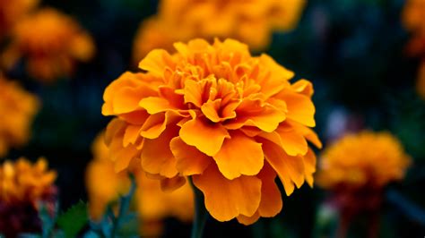 Amazing Orange Flowers wallpaper | 1920x1080 | #22461