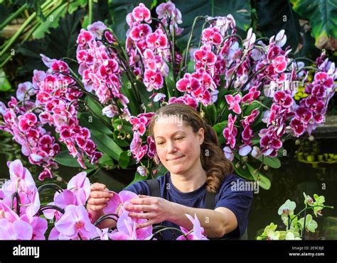 Kew Gardens Orchid Festival, staff member with beautiful orchids at the ...