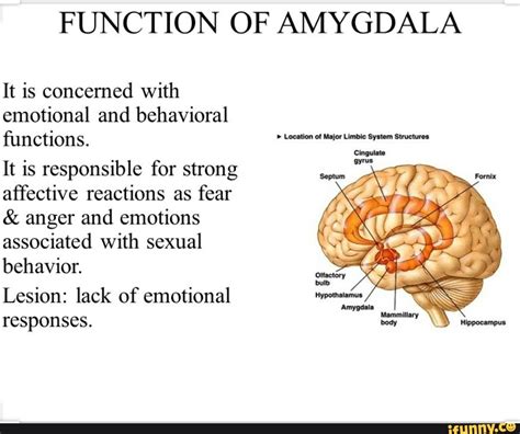 FUNCTION OF AMYGDALA It is concerned with emotional and behavioral ...