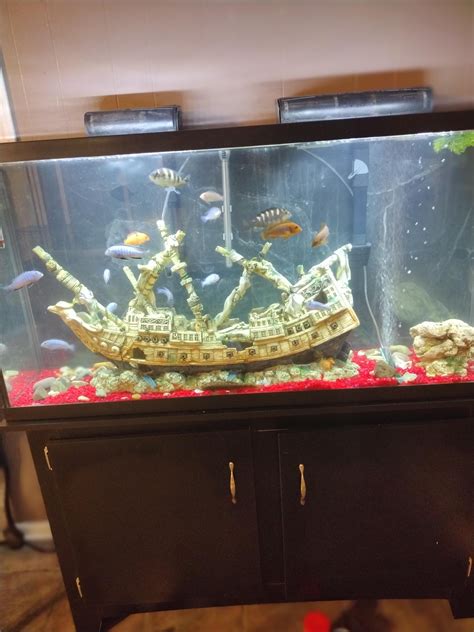 my 60gal African cichlid tank.. : r/AfricanCichlids