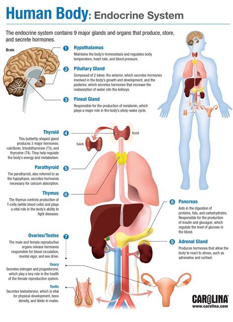 Endocrine System Chart | Human anatomy and physiology, Endocrine system ...