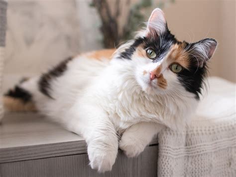 Do calico cats have more health problems