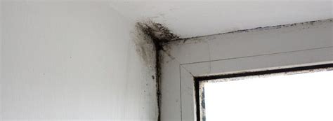 How to Detect Mold Behind Your Drywall? [Hidden Signs]