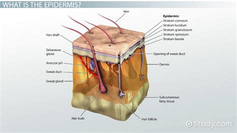 What is Epidermis? - Definition, Function & Layers - Video & Lesson ...