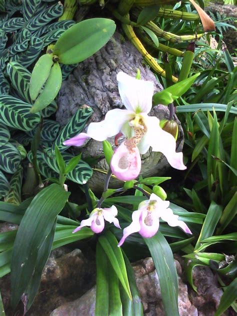 Orchids at Kew Gardens - Photorator