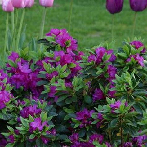 1 X PURPLE AZALEA JAPANESE EVERGREEN SHRUB HARDY GARDEN PLANT IN POT | eBay