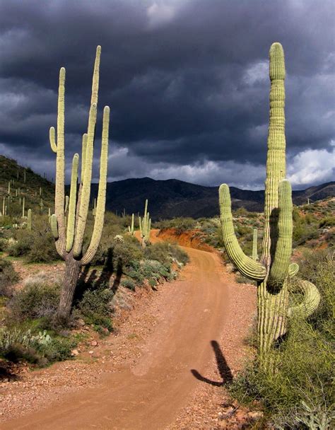 Arizona cactus | Arizona cactus, Landscape, Sonoran desert