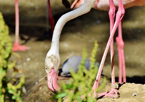 Flamingo Bird Pink - Free photo on Pixabay