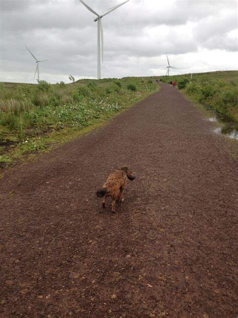 Dog walk at Whitelee Wind Farm · Renfrewshire · Walkiees