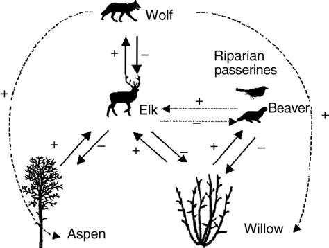 A Trophic Cascade Describes the Relationship Between