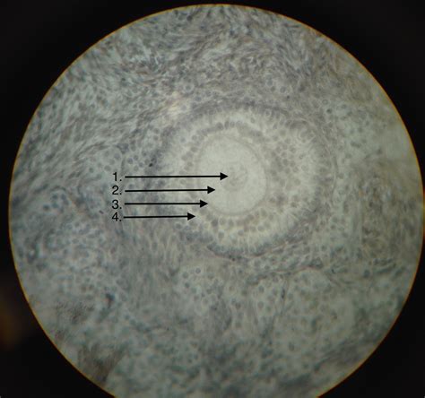 primary oocyte Diagram | Quizlet