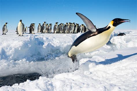 File:Penguin in Antarctica jumping out of the water.jpg - Wikimedia Commons