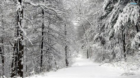 Snowy Forest Wallpaper Black And White