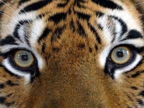 Wildlife Photography images Tiger's eyes HD wallpaper and background ...