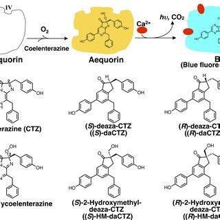 The luminescence reaction of aequorin triggered by Ca 2+ and the ...