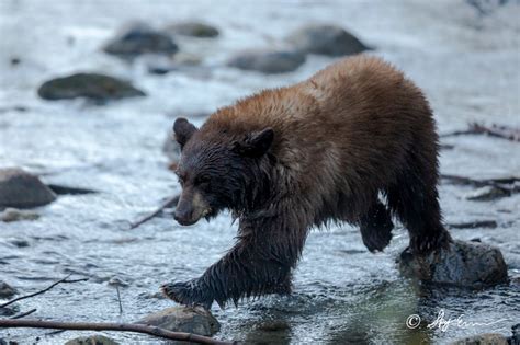 Lake Tahoe Photo Gallery | Lake Tahoe Wildlife