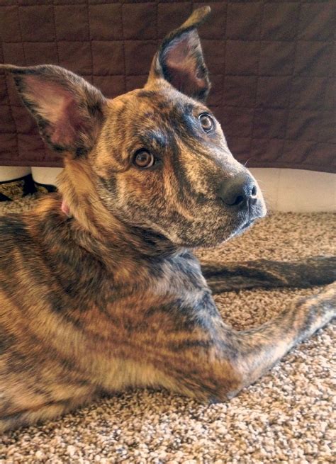 German Shepherd Pitbull Mix Brindle - Animal Lover