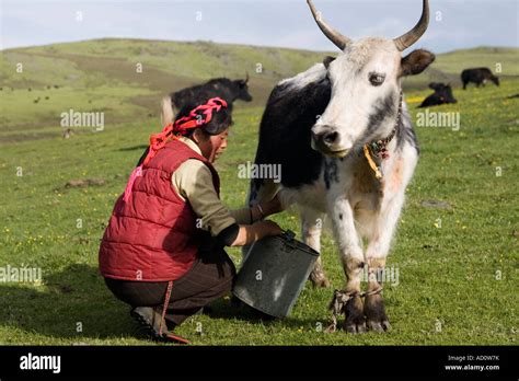 A Tibetan Khampa milks a yak cow at the summer pastures in Tagong ...