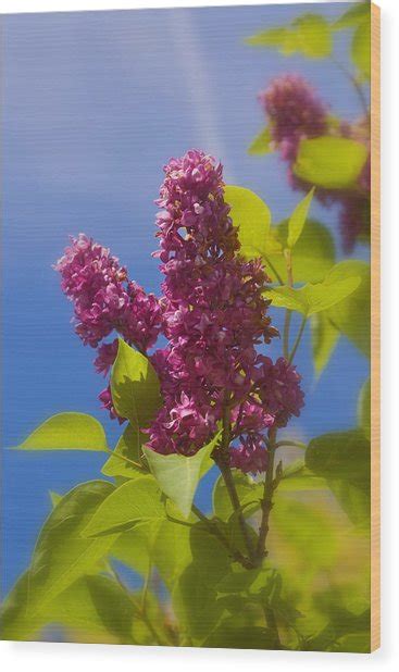 Sun Kissed Lilac Photograph by Joann Vitali