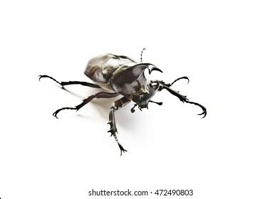 Rhinoceros Beetle Fighting On White Background Stock Photo 472490803 ...