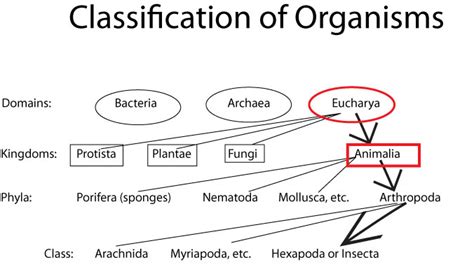 Weekend Science Fun: Classification of Organisms – Growing With Science ...